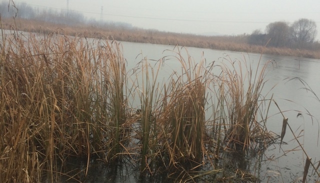 大美黄山湿地