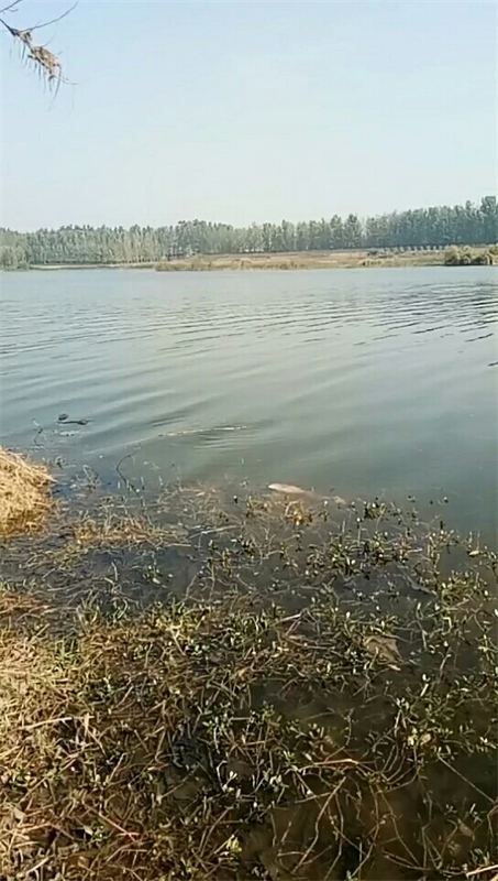 西野埠东河